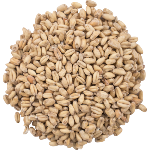 Great Western White Wheat