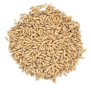 Canada Malting Oat Malt