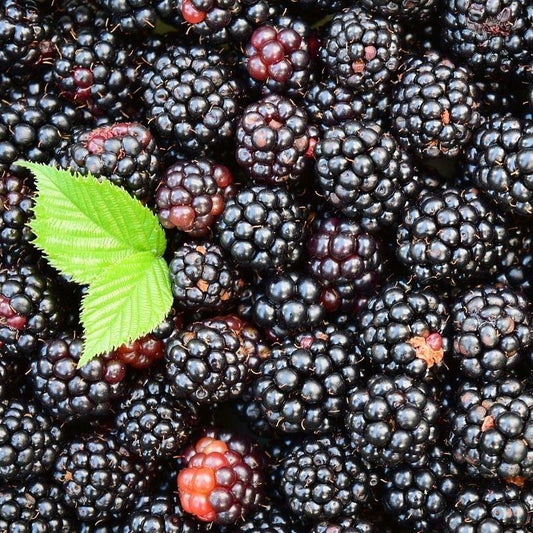 Blackberry Flavoring, 4 oz