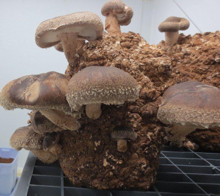 Shiitake Mushroom Kit