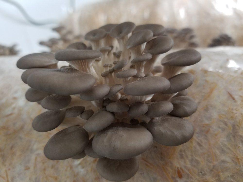 Oyster Mushroom Kit