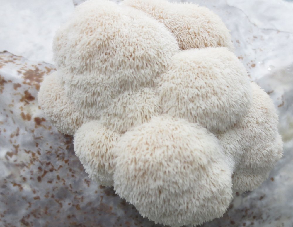 Lion's Mane Mushroom Kit