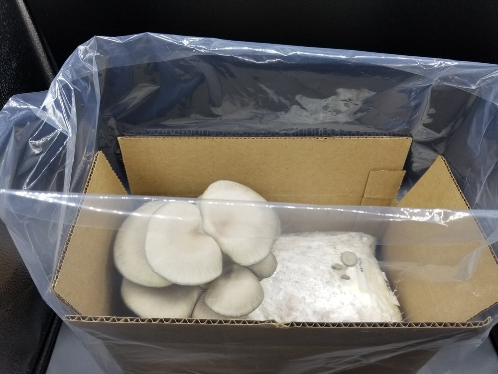 Oyster Mushroom Kit 2
